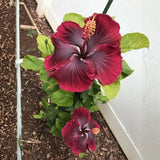 Red Hibiscus Live Plant, Hardy Garden Plant, 5-7 Inch Tall