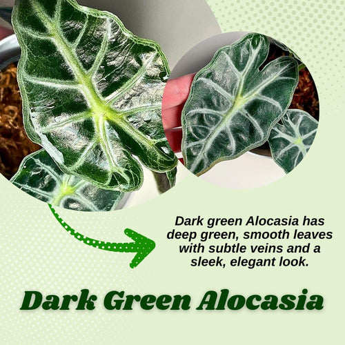 2 Dark Green Alocasia Live Plants, Alocasia Indoor Housplant, 4-6 Inch Tall