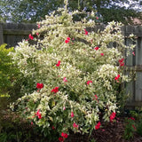 4 Variegated Red Hibiscus Plants Live, 4-8 Inch Tall