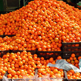 Valencia Orange Tree Live Plant, Fruit Plant Garden, 1-2Ft Tall, 1 Gallon