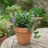 Blue Live Vinca Periwinkle Plant, Hardy Flower Plant, 4 Inch Pot