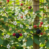 2 Sweet Black Berry Plants, Blackberries Bush, 4-6 Inch Tall