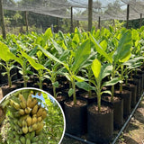 NAM Wah Banana Plant Live, Live Starter Plant, 4-6 Inch Tall