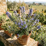 3 Blue Rosemary Plants Live, Rosemary Herb Plant, 4-7 Inch Tall