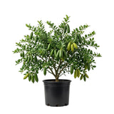 Green Live Finger Lime Plant, Lime Tree Live, 1-2 Ft Tall, Gallon Pot