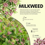 2 Broadleaf Butterfly Milkweed Plants Live, Flowering Plant, 4-8 Inch Tall