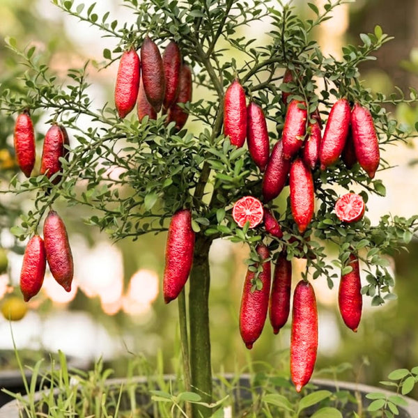 Red Air Layered Finger Lime Tree Live Plant, 1-2 Ft Tall, 3 Gallon Pot