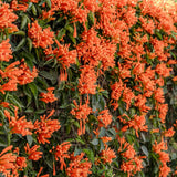 Orange Honeysuckle Plant Live, Flower Vine, 6-12 Inch Tall, 4" Pot