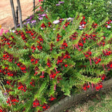 2 Red Purple Cuphea Plant 5-7 Inch Tall