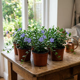 Blue Live Vinca Periwinkle Plant, Hardy Flower Plant, 4 Inch Pot