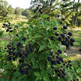 2 Ouachita Black Berry Plants Live, Hardy Garden Plant, 4-6 Inch Tall