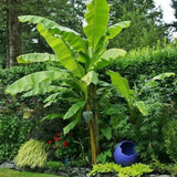 Basjoo Live Banana Plant, Patio Container Plant, 4-6 Inch Tall