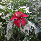 4 Snow Hibiscus Live Plants, Hibiscus Flower, Patio Container Plant, 4-8 Inch Tall