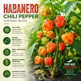 Super Hot Habanero Pepper Chili Live Plant, Pepper Plant, 4-7 Inch Tall