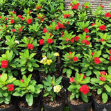 Yellow Crown of Thorns Live Plant, Cactus Plant, 4-6 Inch Tall, 4 Inch Pot