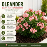 Set 2 Dwarf Oleander Plants Live, Oleander Plant, 4-6 Inc Tall