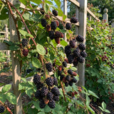 2 Navaho Black Berry Live Plants, Well-Rooted Starter Plant, 4-6 Inch Tall