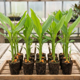 Turmeric Plant Live, Curcuma Turmeric Rhizomes Root, 4-6 Inch Tall