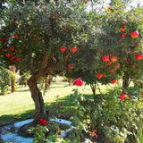 Red Pomegranate Tree Live Plant, Backyard Orchard Tree, 4-6 Inch Tall