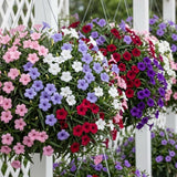 4 Mixed Mexican Petunia Plants Live, Hardy Perennial Flowers, 4-6 Inch Tall