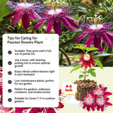 Deep Red Passion Flower Plant Live, 4-6 Inch Tall