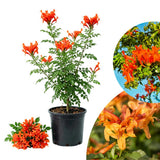 Orange Honeysuckle Plant Live, Flower Vine, 6-12 Inch Tall, 4" Pot