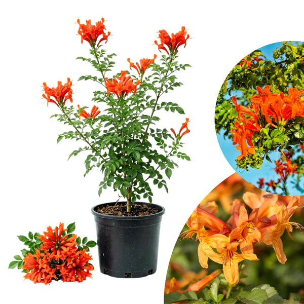 Orange Honeysuckle Plant Live, Flower Vine, 6-12 Inch Tall, 4" Pot