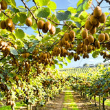2 Hardy Kiwi Vine Live Plants, Edible Berry Vine Plant, 4-6 Inch Tall