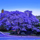 Blue Jacaranda Tree Live Plant, 5-8 Inch Tall, 4 Inch Pot