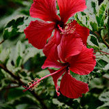 2 Cranberry Hibiscus Plants Live, Hardy Hibiscus Flowers, 4-6 Inch Tall