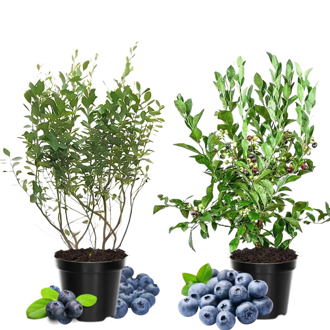 2 Springhigh Blueberry Plants Live, Berry Tree Seedling, 4-6 Inch Tall