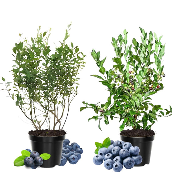 2 Springhigh Blueberry Plants Live, Berry Tree Seedling, 4-6 Inch Tall