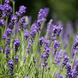 2 Lavender Live Plants, 4-6 Inch Tall