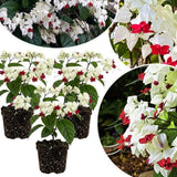 Set 3 White Bleeding Heart Plants Live 4-6 Inch Tall