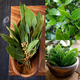 Bay Leaf Live Plant, Sweet Bay Laurel Herb, 4-6 Inch Tall
