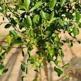 Green Live Finger Lime Plant, Lime Tree Live, 1-2 Ft Tall, Gallon Pot