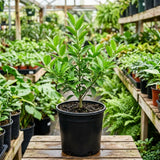 Meiwa Kumquat Tree, Kumquat Fruit Tree, 1-2 Ft Tall, 1 Gallon Pot
