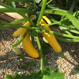 Yellow Zucchini Plant Live 4-6 Inch Tall, 2 Plant Per Pot