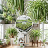 Variegated Spider Plant Live, Indoor Plant, 4-6 Inch Tall, 4 Inch Pot