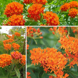 Pack 2 Red Milkweed Live Plants, Asclepias Tuberosa Plant 4–6" Tall