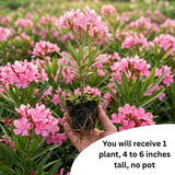 Pink Oleander Live Plant, Home Garden Plant, 4-6 Inch Tall