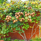 Hardy Kiwi Plant Live, Edible Berry Vine Plant, 4-6 Inch Tall