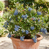 2 Sunshine Blue Blueberry Live Plant, Home Garden Fruit Bush, 4-6 Inch Tall