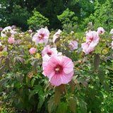 2 Hardy Light Pink Hibiscus Plant Live, Tropical Flower Shrub, 4-6" Tall