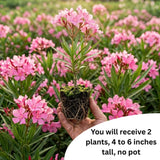 2 Pink Oleander Plants Live, Home Garden Plant, 4-6 Inch Tall