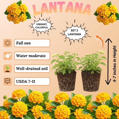2 Chapel Hill Gold Lantana Live Plants, Lantana Flower Plant, 4-7 Inch Tall