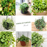 Trailing String of Turtles Live Plant, Succulent Houseplant, 2 Inch Pot