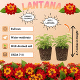 2 Dallas Red Lantana Live Plants, Lantana Flower Plant, 4-7 Inch Tall