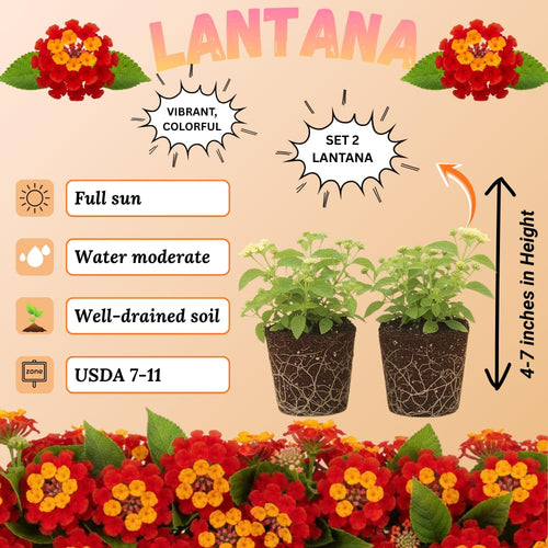 2 Dallas Red Lantana Live Plants, Lantana Flower Plant, 4-7 Inch Tall