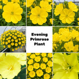 Yellow Primrose Plant Live, 2-3 Inch Tall, 3 Inch Pot